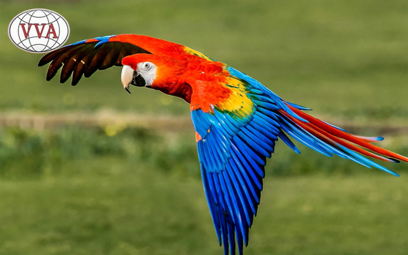 Hình 6: Vẹt Macaw 